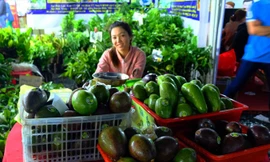 Bơ khủng giống từ Cu Ba.