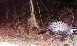 Hình ảnh cầy giông sọc được ghi lại bằng phương pháp bẫy ảnh ở KBTTN Phong Điền. Ảnh: Zing