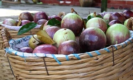 Sớm tháo gỡ thủ tục để xuất xoài, vú sữa đi Mỹ