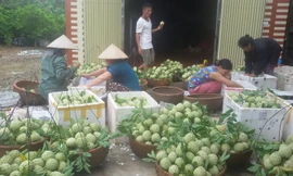 Thu hoạch na ở Lục Nam.