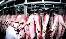 Bộ Nông nghiệp yêu cầu siết quản lý thuốc an thần tại lò mổ