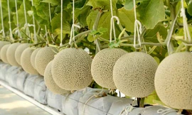 Dưa lưới Nhật thương hiệu Việt và khát vọng về một vùng rau, quả chất lượng cao