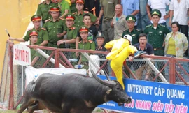 Trâu điên hay tỉnh?