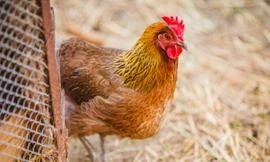 Mốt cho thuê gà đẻ ở Mỹ