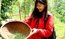 Sâu muồng có nhiều trong vườn tiêu, cà phê.