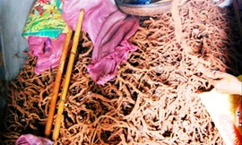 Thương lái thu mua rễ tiêu.