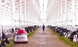 Những chú robot thông minh Lely Juno đang cần mẫn chăm sóc những “cô” bò.