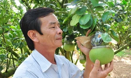 Ông Nguyễn Văn Phúc bên vườn bưởi tạo hình của mình.