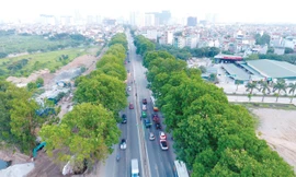 Kinh phí dịch chuyển hơn 1.200 cây xà cừ cổ thụ trên đường Phạm Văn Đồng sẽ được dành để trồng mới 20.000 cây xanh mới có đường kính 25 - 30cm. Ảnh: Mạnh Thắng.