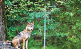 Sói thủ lĩnh chọn điểm cao để quan sát. Ảnh: Xuân Tùng.