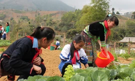Những vườn rau xanh tốt của học trò vùng cao Yên Bái. Ảnh: Duy Ngợi.