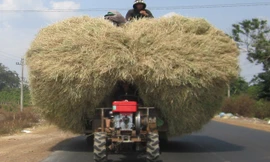 Hiểm họa từ những cây rơm di động