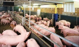 Méo mó thị trường