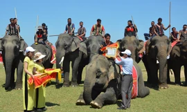 Tặng giấy khen cho nài voi có voi đạt giải.