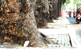 Hàng cây sọ khỉ cổ thụ trên đường Tôn Đức Thắng sắp phải di dời để thi công nhà ga Ba Son.