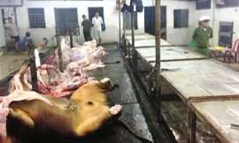 Những con bò bơm nước vừa được giết mổ ở cơ sở bà Thu.