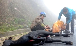 Trên 3.200 con gia súc chết rét