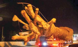 Ông Sơn nổi tiếng với hàng loạt vụ chở cây “siêu khủng” lọt qua các trạm kiểm soát từ Nam chí Bắc.