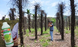 Một vườn tiêu chết vì sâu bệnh và phân bón giả tại Đắk Nông (ảnh to). In giả nhãn quản lý chất lượng trên chai phân 1 lít của Cty Thuận Phong (ảnh nhỏ).