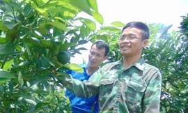 Anh Quyết bên vườn cam trị giá hàng trăm triệu đồng.