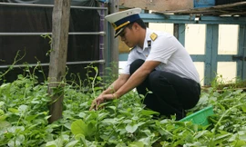 Bí thư Chi đoàn đảo Đá Lát Bùi Viết Tuyến đang chăm sóc vườn rau xanh tốt trên đảo, đây còn gọi là vườn rau thanh niên. Ảnh: L.H.V.