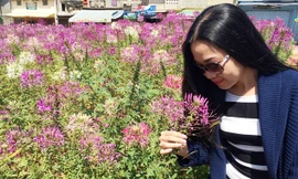 Chụp ảnh lưu niệm với hoa hồng ri ở công viên Ánh Sáng.