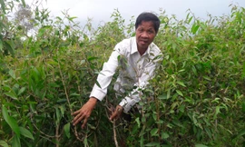 Rừng tràm của ông Hồ Văn Ngon bị sâu lạ tấn công. 