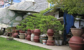 Kinh doanh cây cảnh, đồ gốm tại Bảo tàng Phòng không - Không quân. Ảnh: T. Phong.