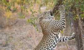 Báo hoa biến trăn khủng thành 'bữa tiệc' thịnh soạn