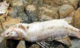 Chuyên gia nước ngoài đánh giá xả thải ở Vũng Áng