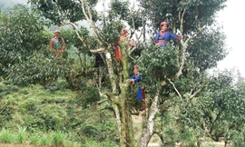 Điều bí hiểm về Bạch Trà hảo hạng Việt Nam