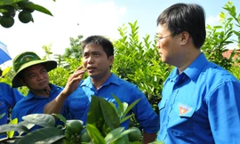 Anh Khổng Văn Nam (giữa) giới thiệu với Bí thư thứ nhất T.Ư Đoàn Lê Quốc Phong về giống chanh bốn mùa cho nhiều nước, năng suất cao. Ảnh: Xuân Tùng.