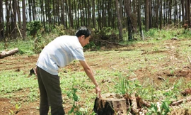 Rừng thông được giao cho Công ty Nguyên Vũ bị cưa hạ.