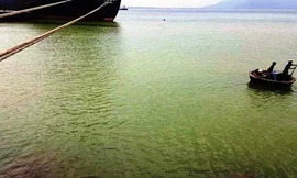 Nước biển Chân Mây vẫn vàng đục, xuất hiện cá chết