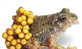 Ảnh minh họa:Internet