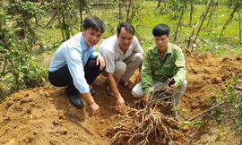 Cây ba kích thu hoạch tại vườn Lục Ngạn, Bắc Giang.