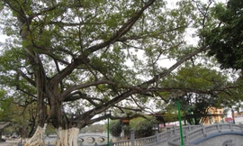 Siết việc phong danh hiệu của các hội