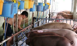 Công nhân trại lợn của ông Thái đang bơm nước vào miệng lợn. Ảnh: Ngô Bình.