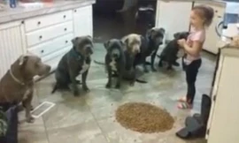 Cô bé 4 tuổi luyện chó siêu đẳng