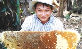 Chua chát nghề săn mật ong