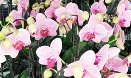 Lan hồ điệp giống mới.