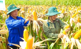 Nông dân phấn khởi thu hoạch ngô. Ảnh: T.H.