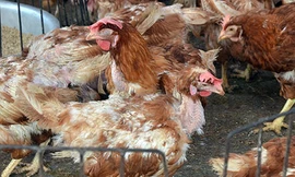 Dịch cúm gia cầm H5N6 quay trở lại