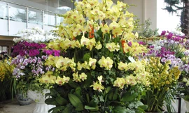 Chậu lan có giá 130 triệu đồng. Ảnh: M.Tuấn.