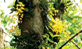 Lan rừng khoe sắc.