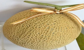 Dưa lưới trồng tại Đà Lạt.