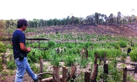 Rừng khộp ở huyện Chư Pưh tỉnh Gia Lai bị phá để trồng cao su.