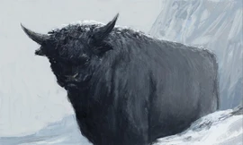 Bò rừng Gridungur của người Iceland