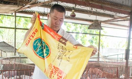 Làm giàu từ chăn nuôi heo: Chỉ cần heo khỏe!