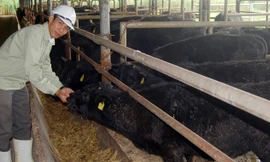 Giám đốc Vũ bên đàn bò Kobe.